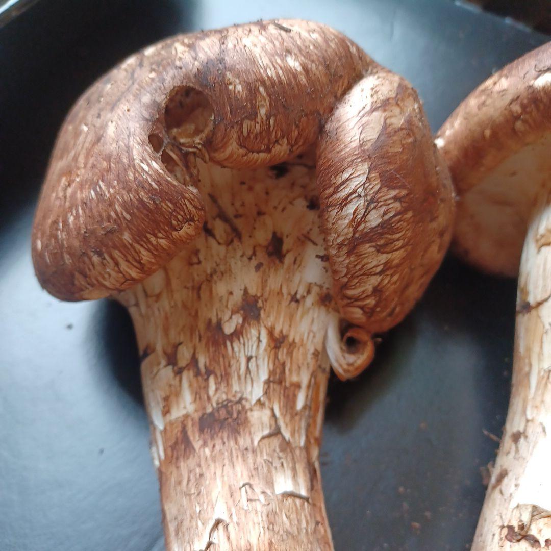 岩手県産　特大松茸　420g