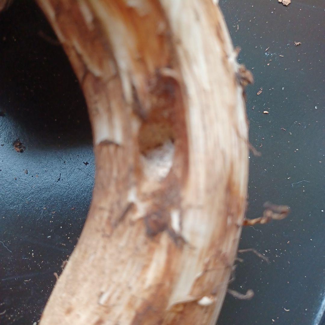 岩手県産　特大松茸　420g