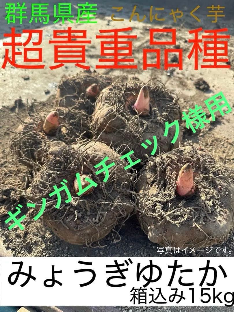 群馬県産 こんにゃく芋 超貴重品種 みょうぎゆたか　15kg