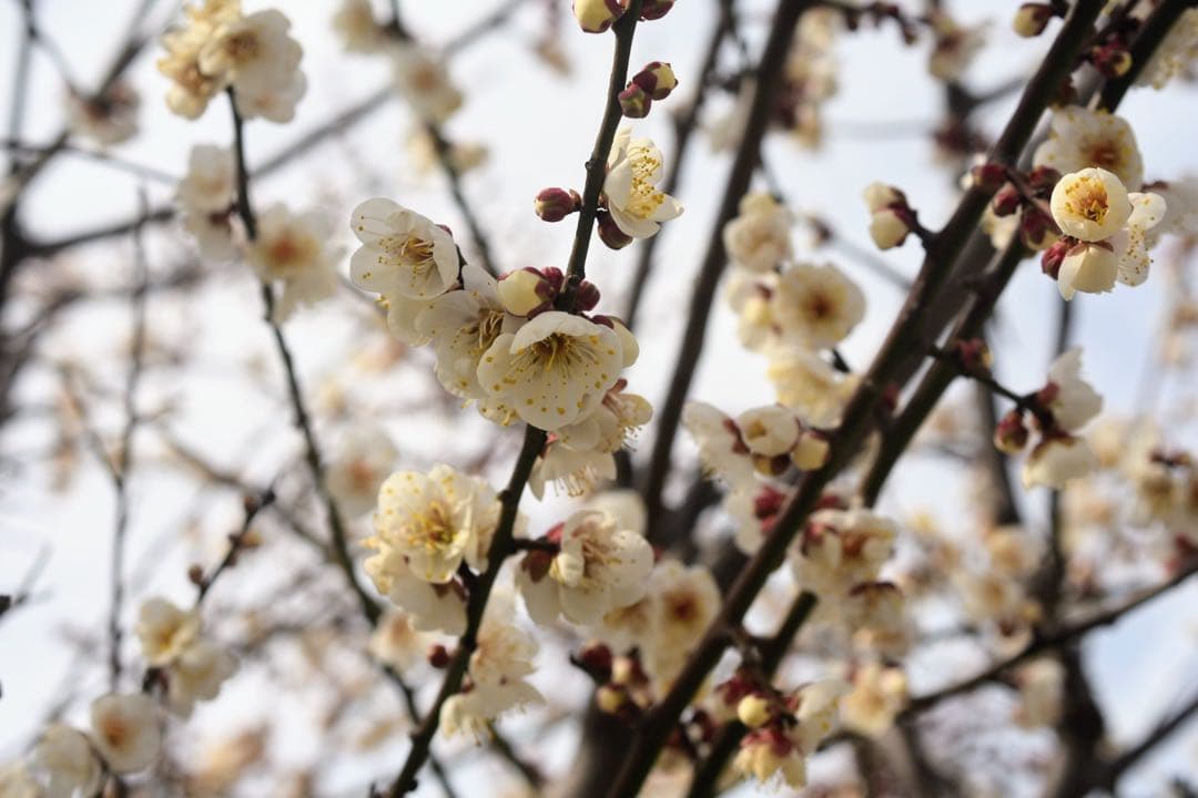 AUTO YASHINON-DS 35mm F=2.8 M42（作例あり）