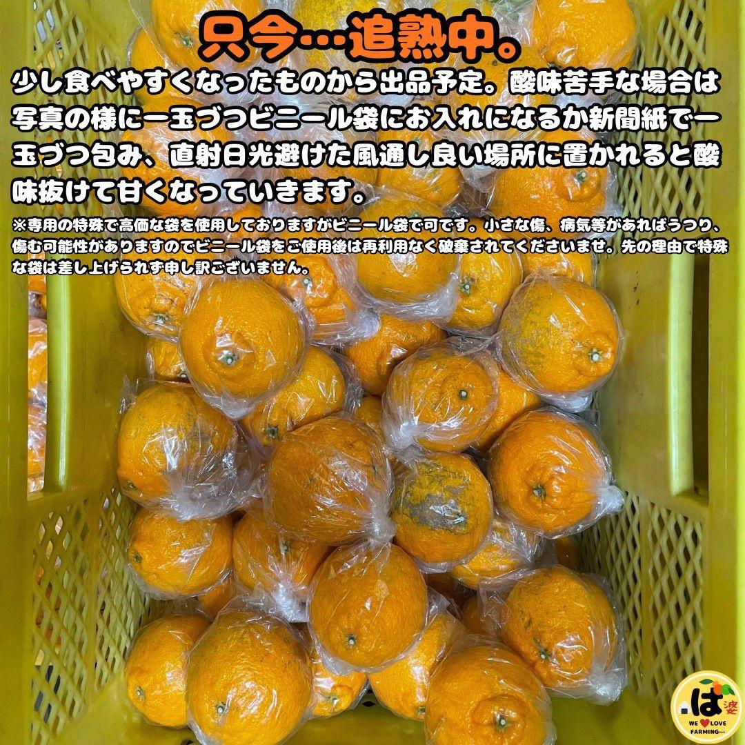 ※確認用　訳あり　大玉MIX箱込み4.5kg以上【露地栽培　不知火　デコポン】