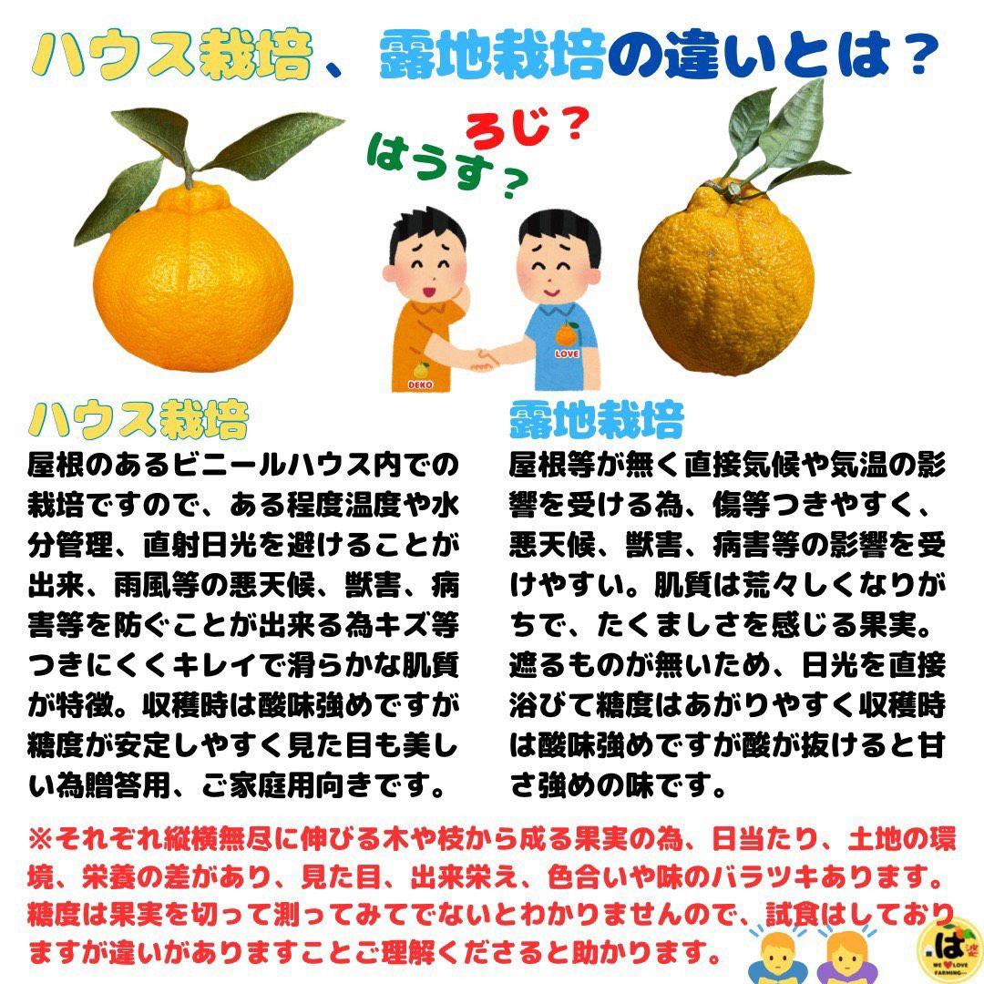 ※確認用　訳あり　大玉MIX箱込み4.5kg以上【露地栽培　不知火　デコポン】