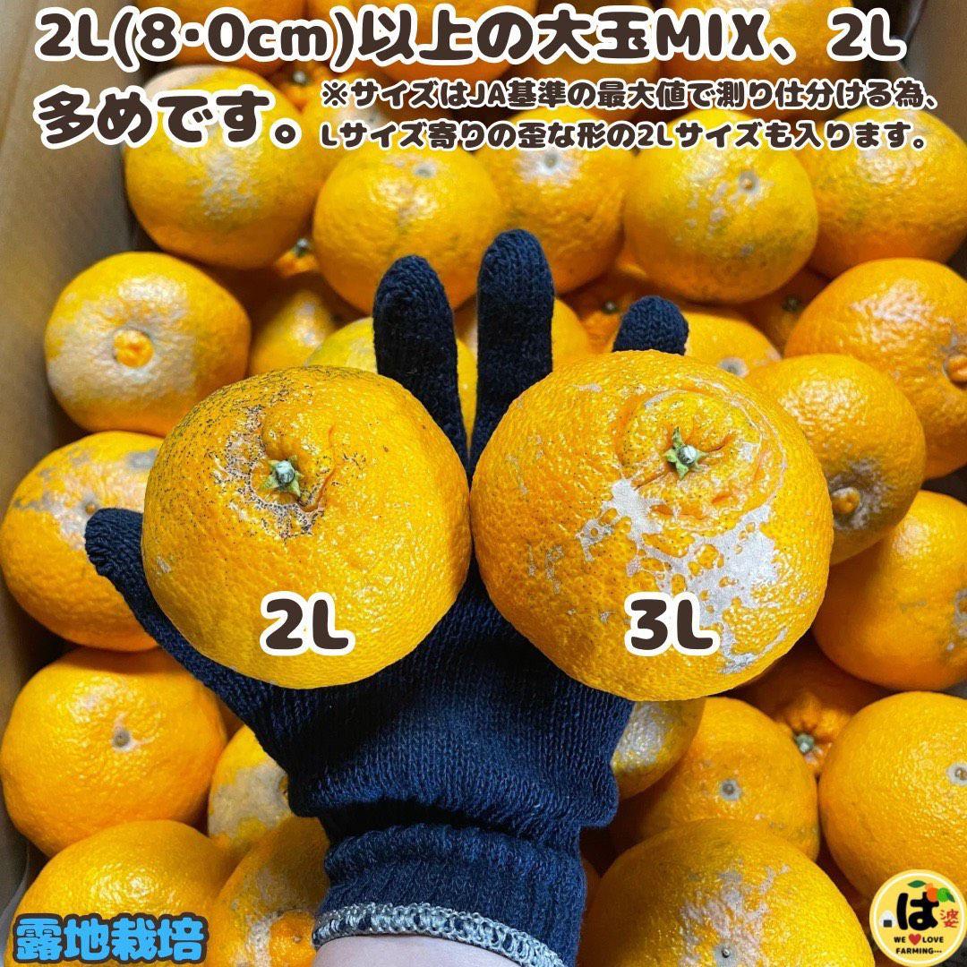 ※確認用　訳あり　大玉MIX箱込み4.5kg以上【露地栽培　不知火　デコポン】