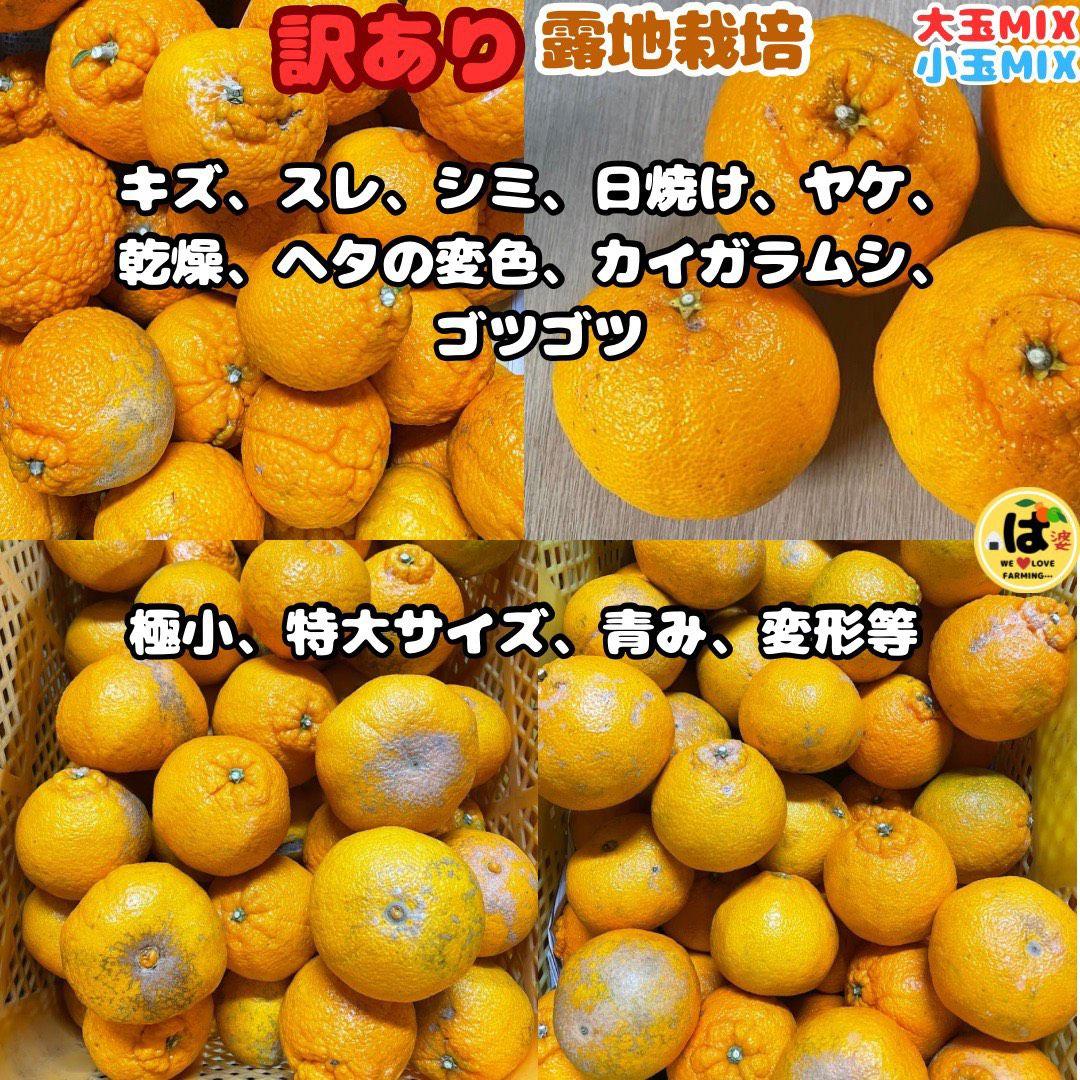 ※確認用　訳あり　大玉MIX箱込み4.5kg以上【露地栽培　不知火　デコポン】
