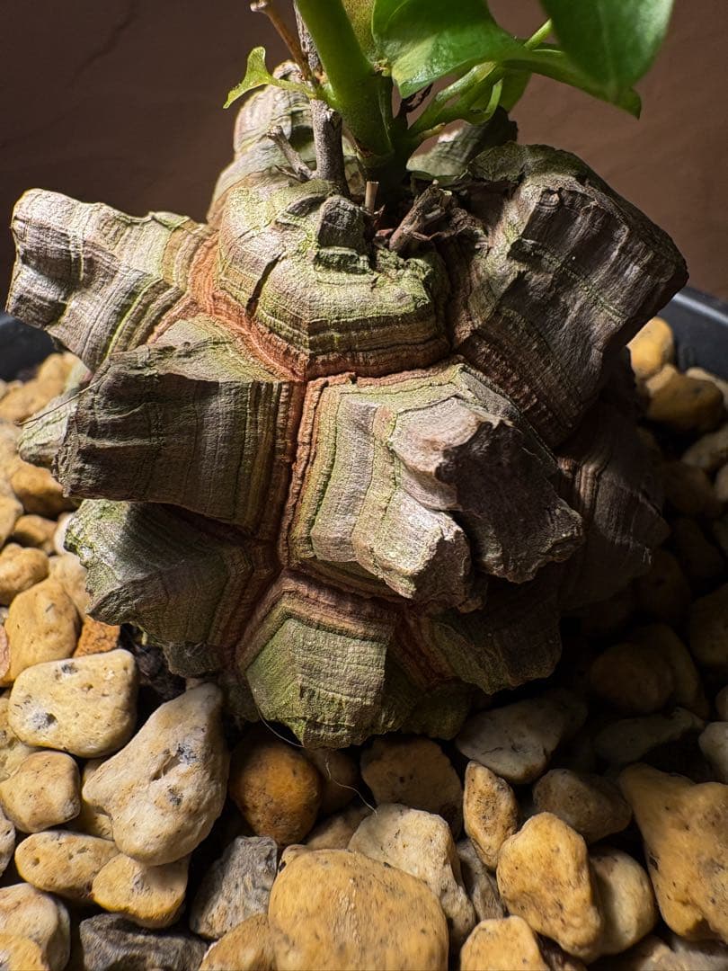 【丸型良型】アフリカ亀甲竜　実生 幅7cm 将来有望