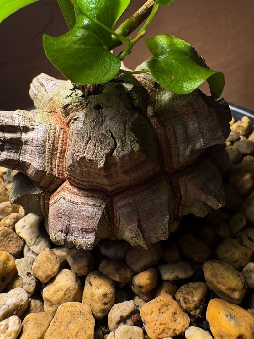【丸型良型】アフリカ亀甲竜　実生 幅7cm 将来有望