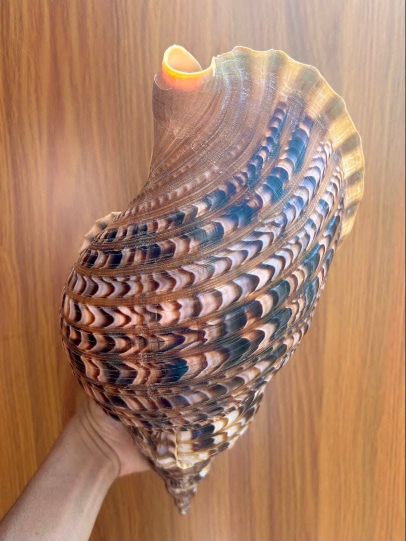 法螺貝　38cm 天然そのままの色(とっても綺麗) 蓋付