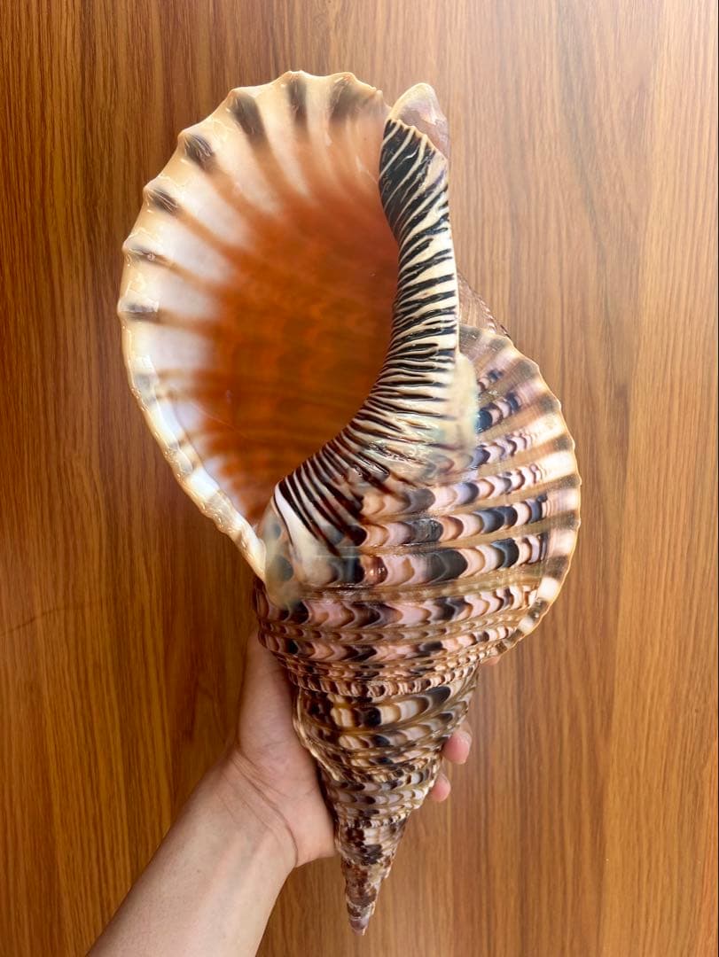 法螺貝　38cm 天然そのままの色(とっても綺麗) 蓋付