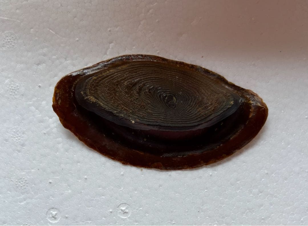 法螺貝　38cm 天然そのままの色(とっても綺麗) 蓋付