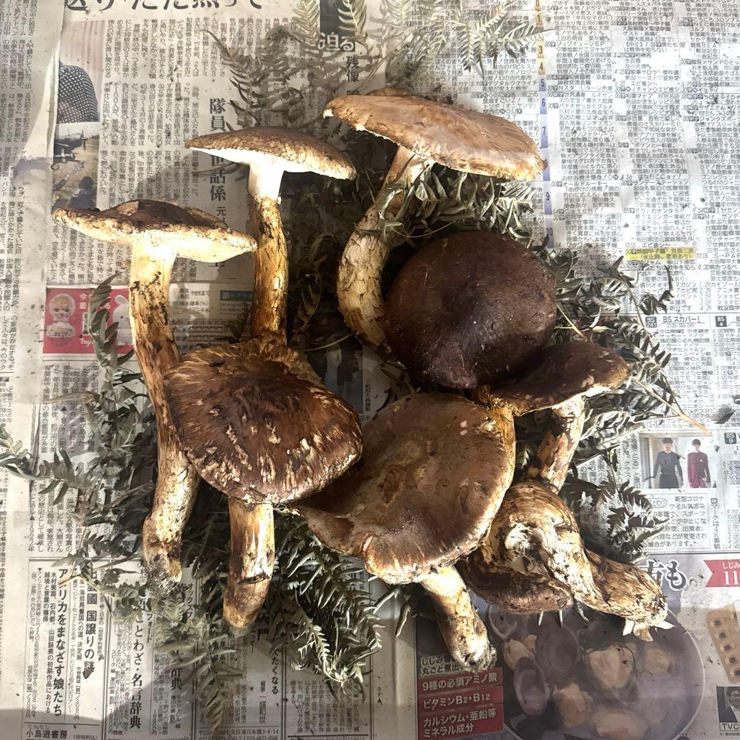 岩手県産 本日収穫 600ｇ 開き訳あり