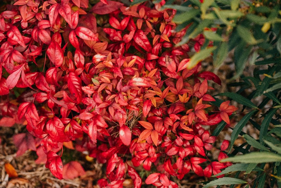 デジタルカメラ Nikon z5