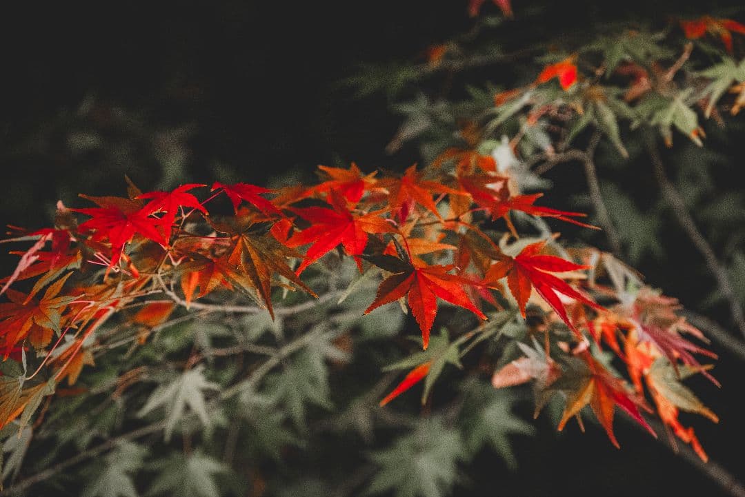 デジタルカメラ Nikon z5