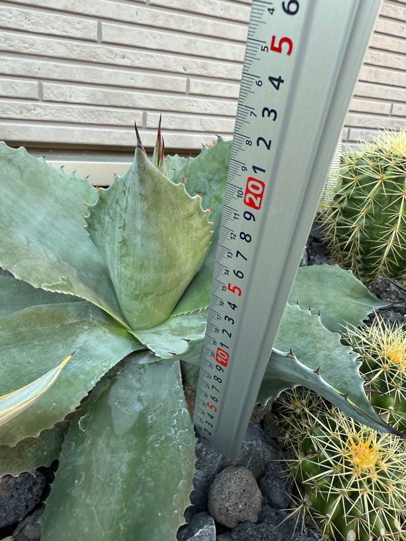 の*り様 アガベ　オバティフォリア　フロスティブルー