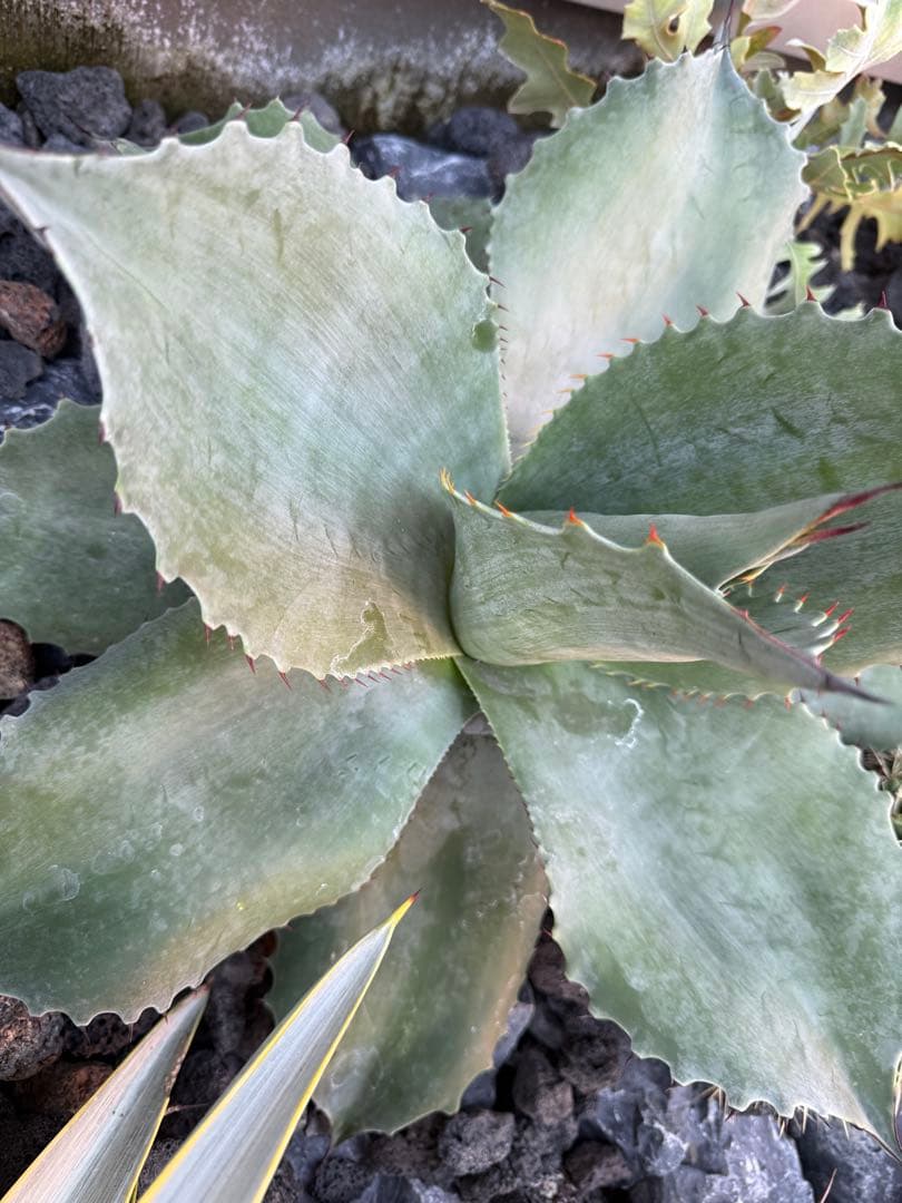 の*り様 アガベ　オバティフォリア　フロスティブルー