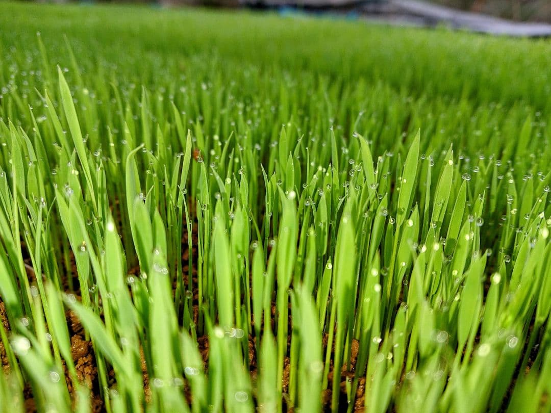 ササニシキ 玄米10kg 令和7年産 農薬不使用化学肥料不使用