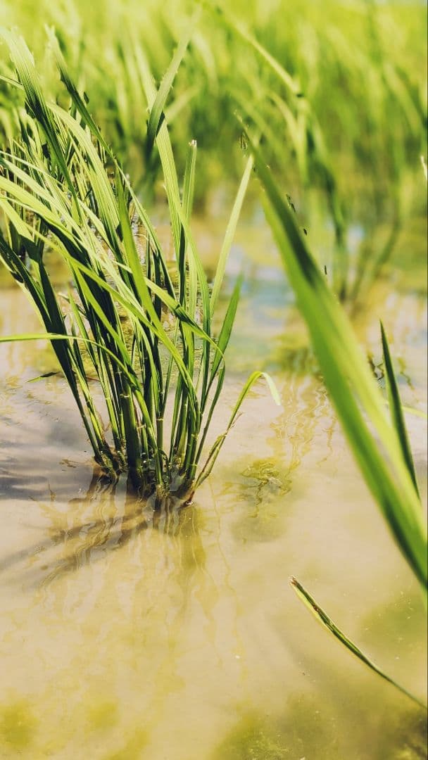 ササニシキ 玄米10kg 令和7年産 農薬不使用化学肥料不使用