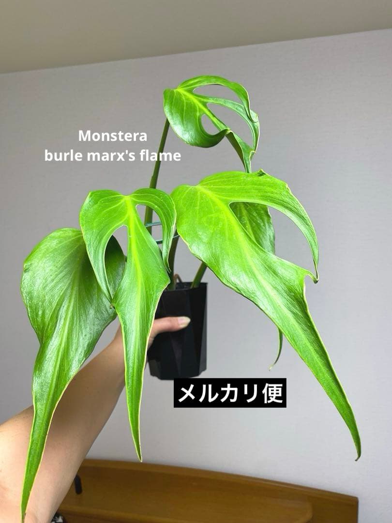 A*I様 【棚整理セール‼️】モンステラ　バールマルクス　希少　レア　人気‼️