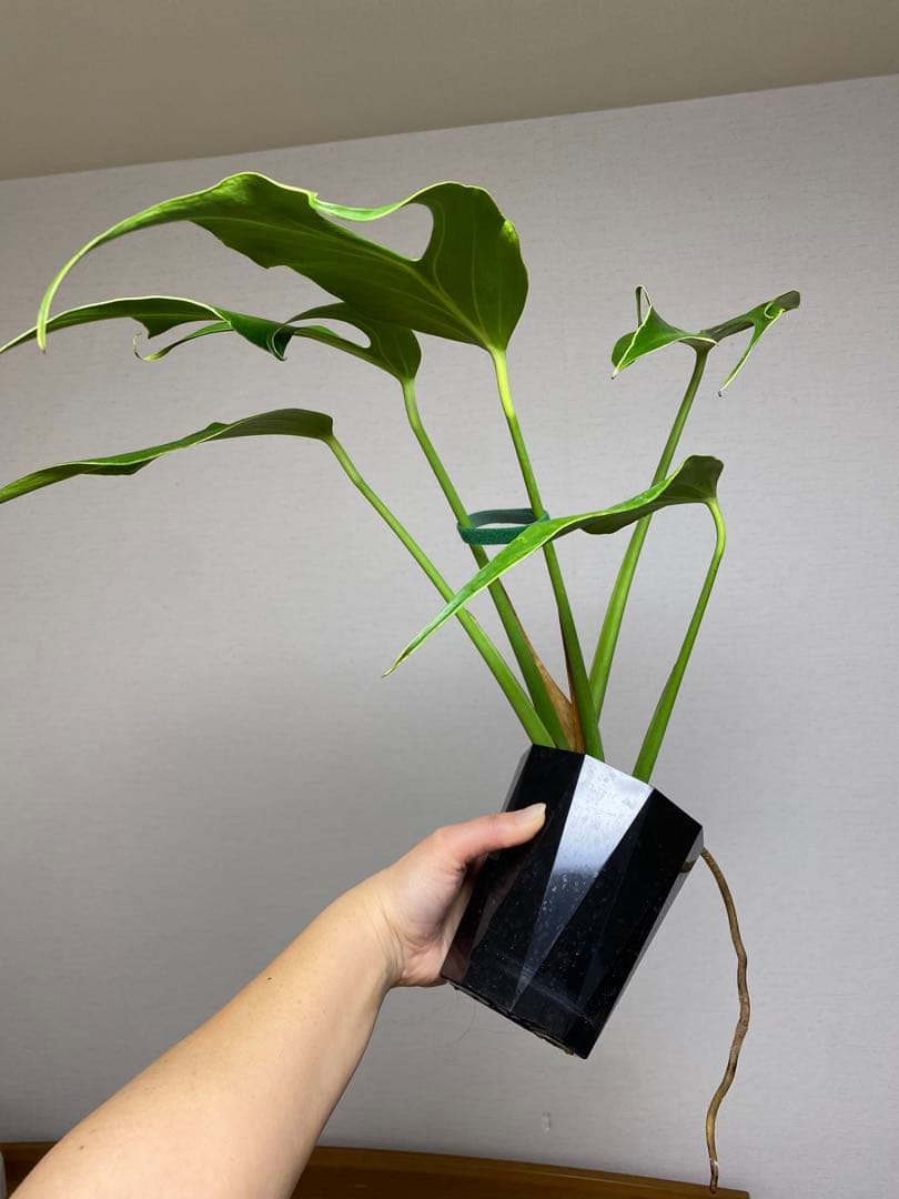 A*I様 【棚整理セール‼️】モンステラ　バールマルクス　希少　レア　人気‼️