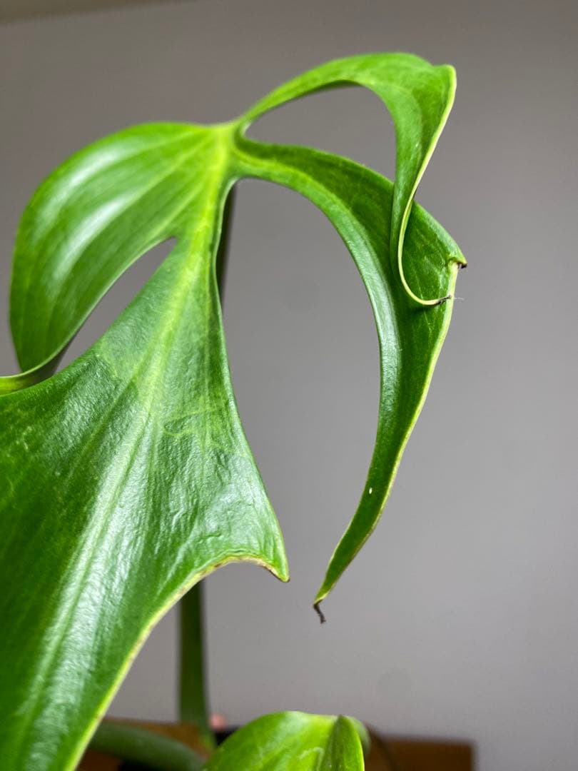 A*I様 【棚整理セール‼️】モンステラ　バールマルクス　希少　レア　人気‼️