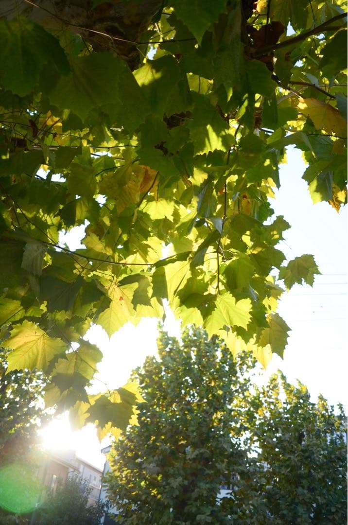 Nikon coolpixA DXフォーマット　コンデジ