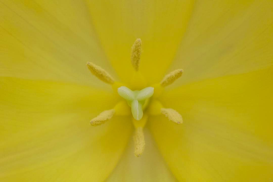 Canon EF 100mm f/2.8 マクロレンズ　　撮影見本画像あり