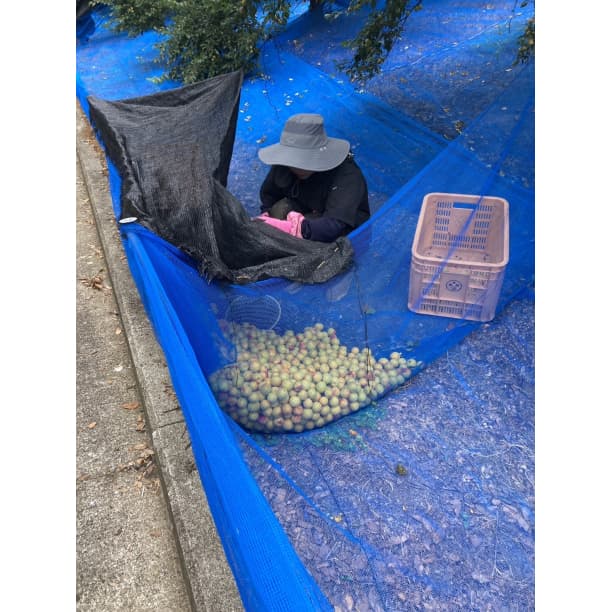 農家直送！紀州南高梅 樽 10kg かわあつ梅 無添加 和歌山 紀州 白梅