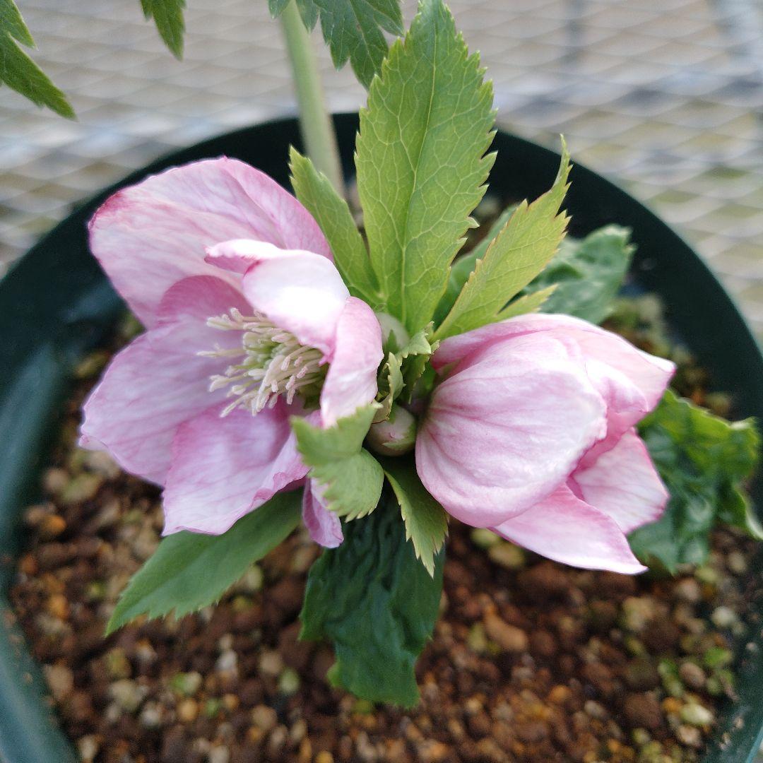 l*a様 クリスマスローズ　チベタヌス交配