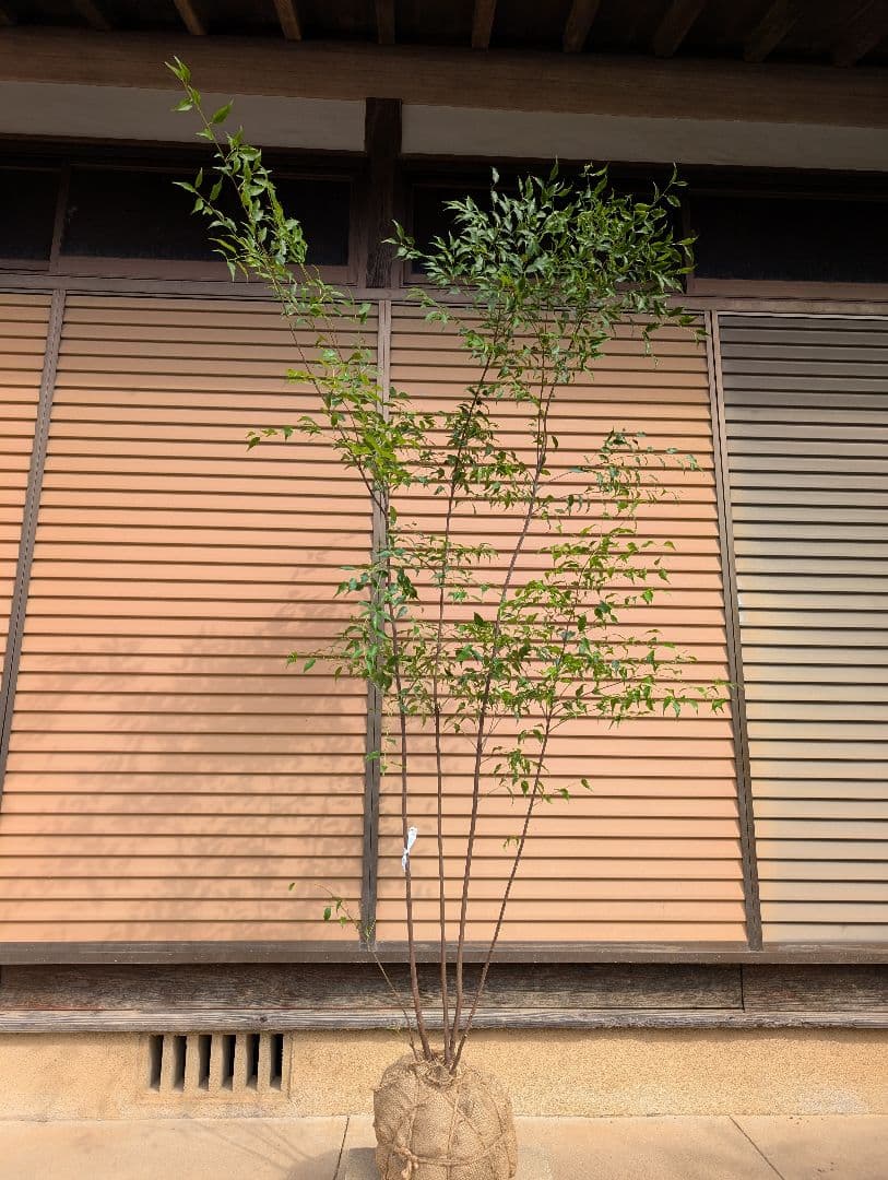 ハイノキ　株立　約1.7m　②