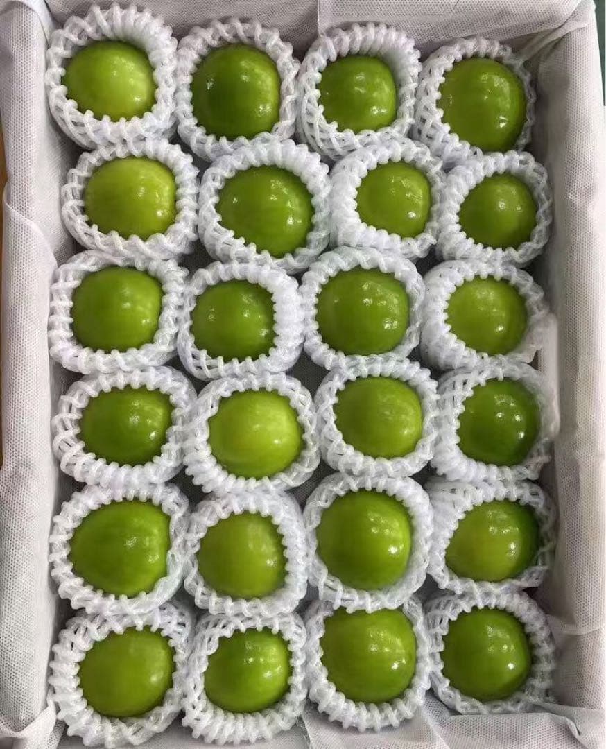 533.新鮮台湾ナツメ　台湾青棗 约2.5kg前後(１８~24玉)玉数お任せ