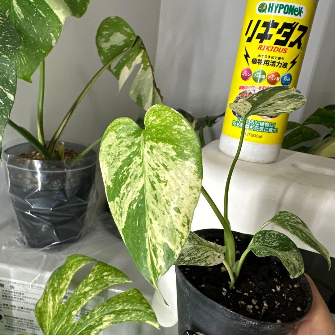 A*y様 モンステラデリシオーサ ミント TC株順化済み 3号株