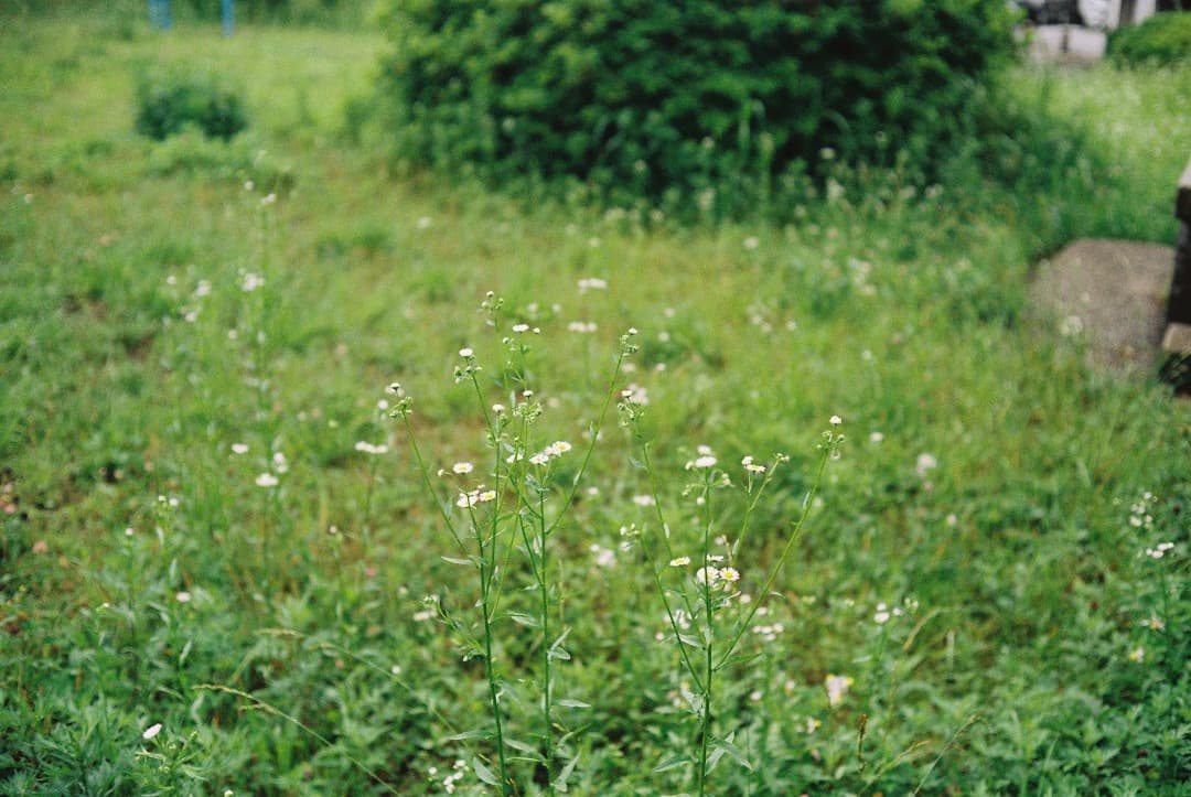 Canon Canonet QL17 G-IIIフィルムカメラ