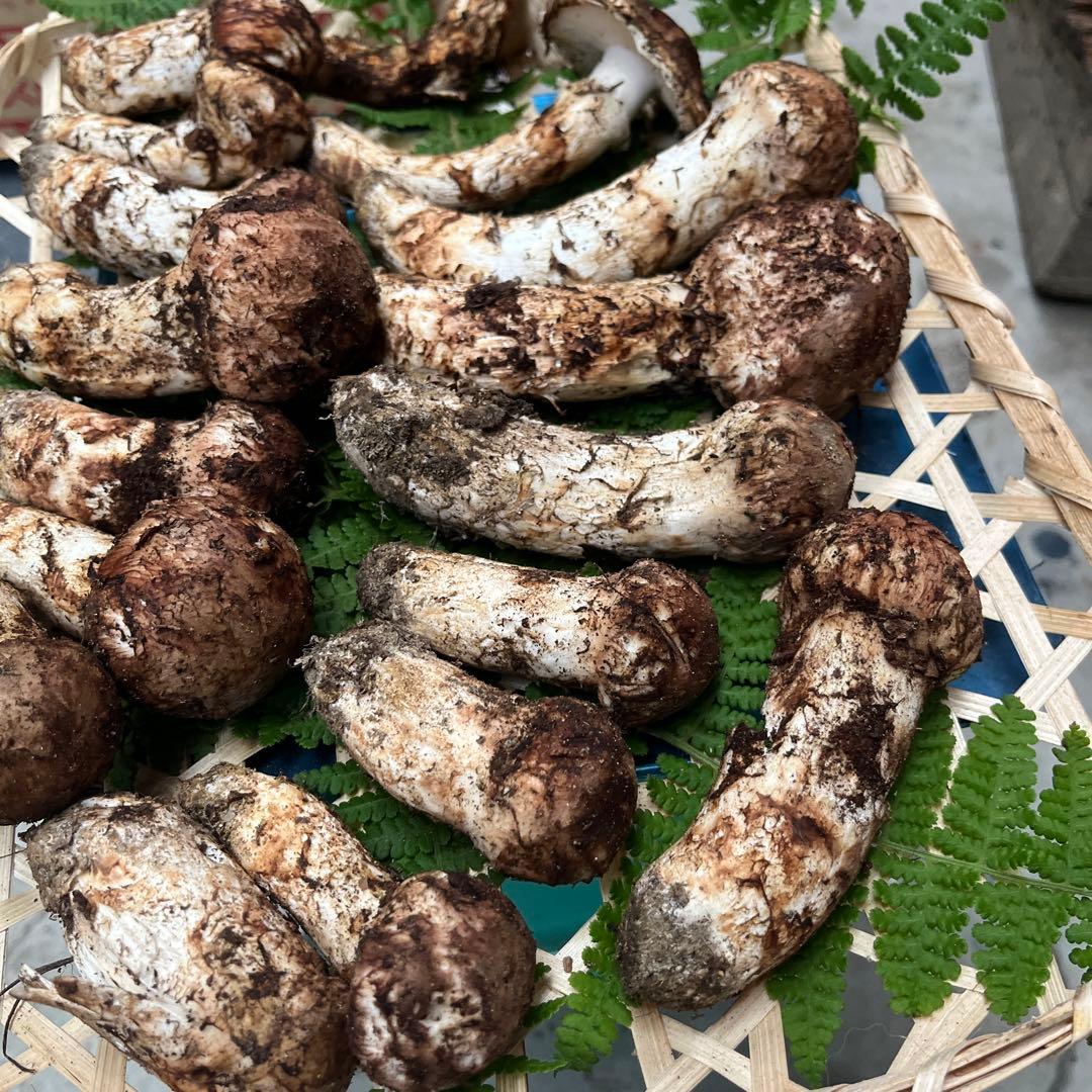 長野県産　松茸　500g