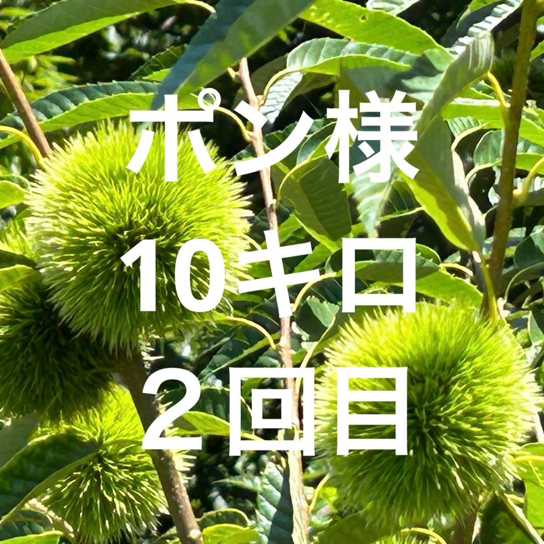 ポン様　生栗　10キロ　２回目