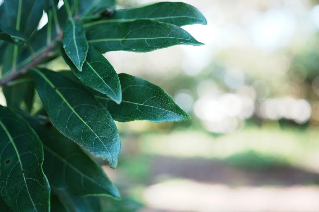 日常を美しく切り取る SIGMA 30mm F2.8 DN Art SONY E
