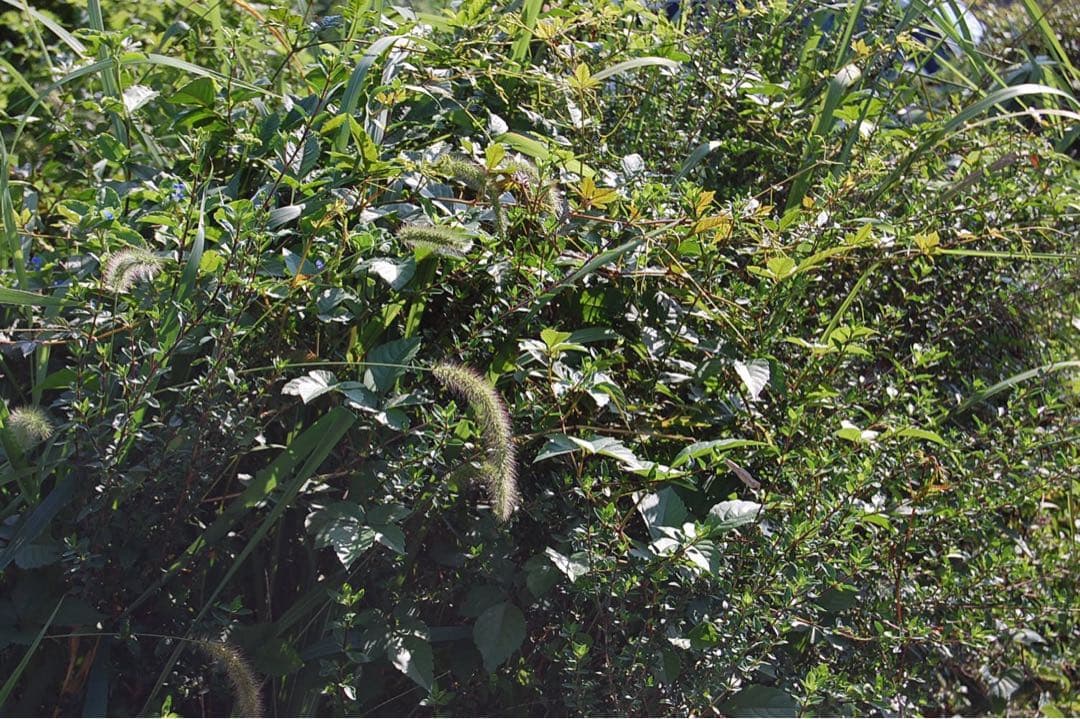 ⭐️美品⭐️Nikon D40 一眼レフ フルセット スマホ転送　SNS エモい