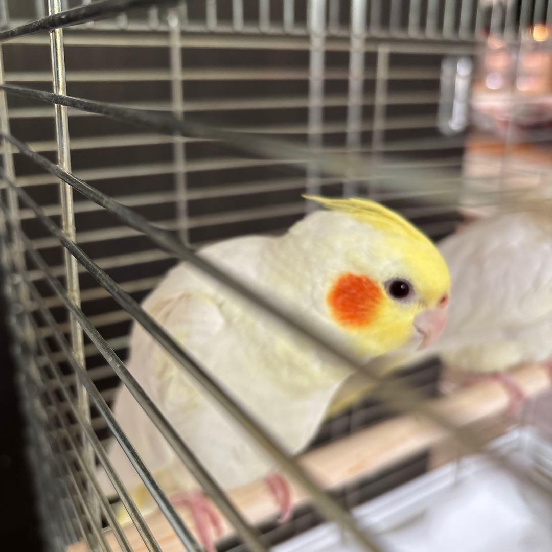 専用品となります。