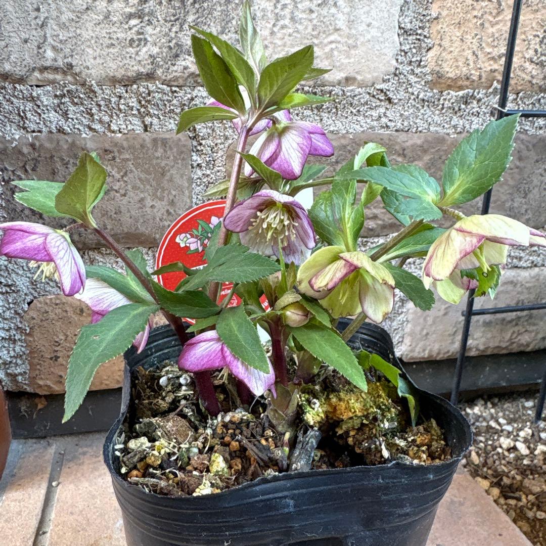 クリスマスローズ・プチドール