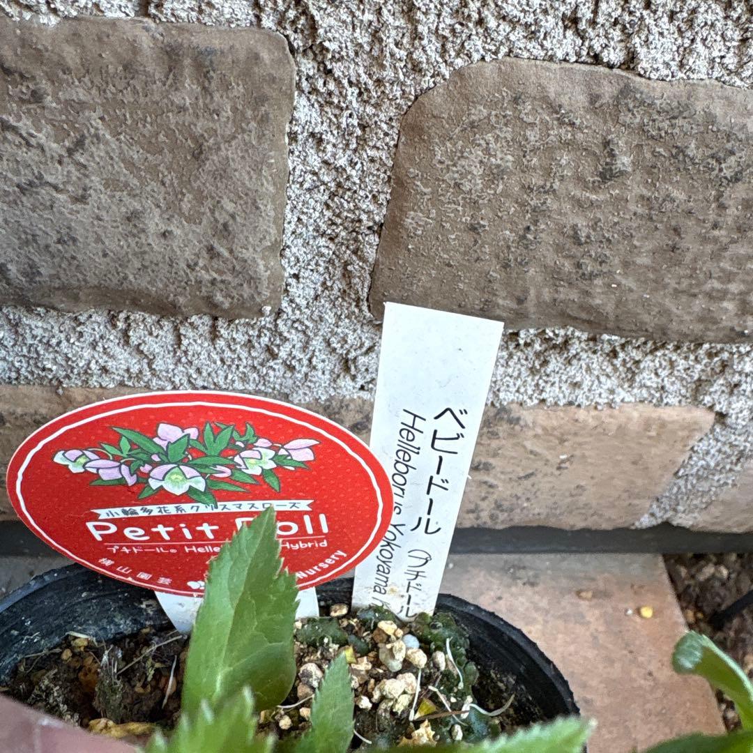 クリスマスローズ・プチドール