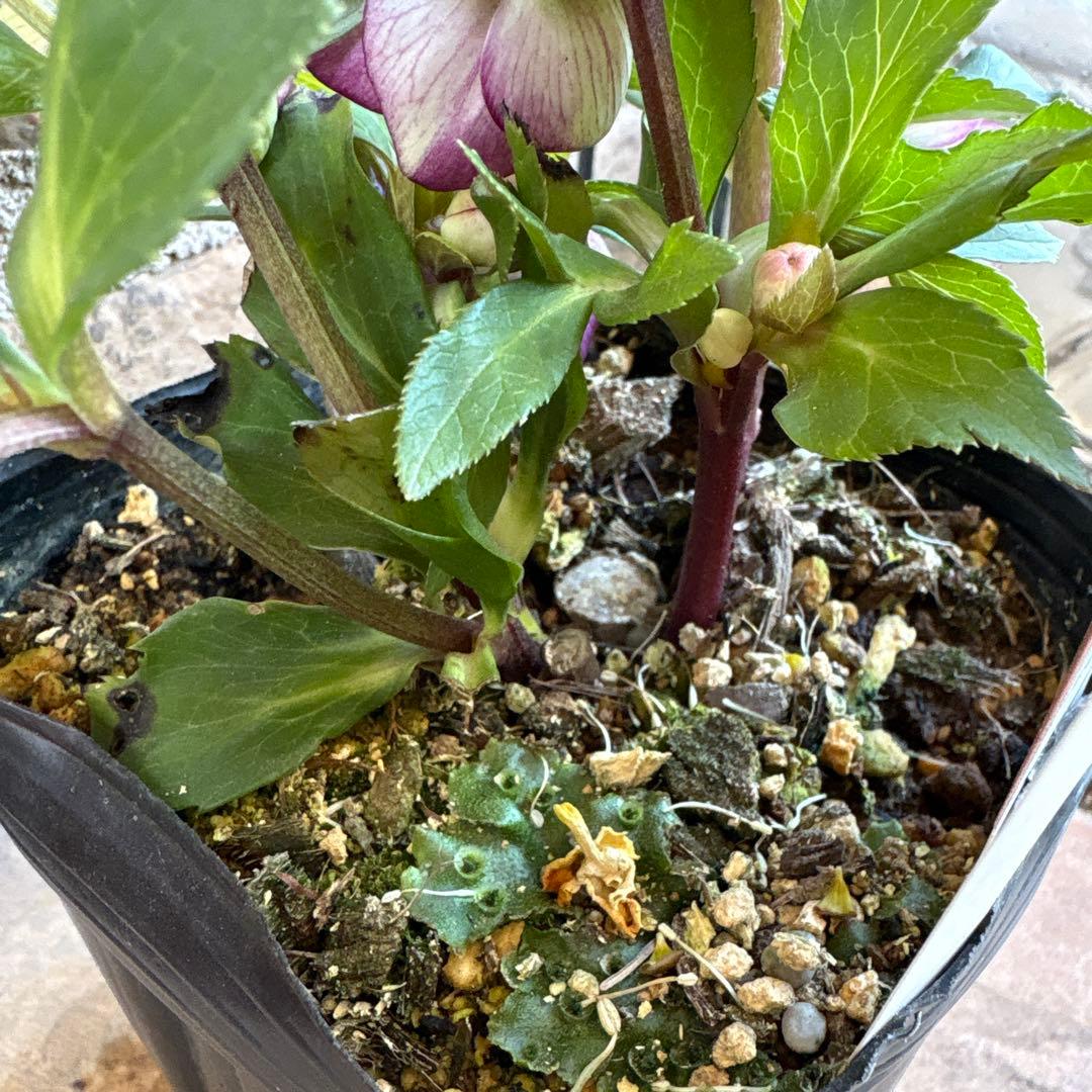 クリスマスローズ・プチドール