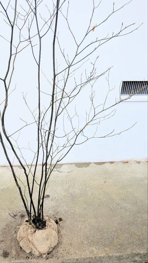 優良株。山採りクロモジ。