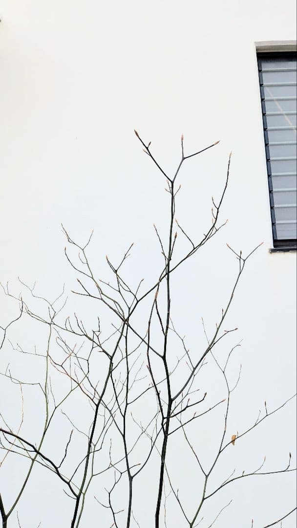 優良株。山採りクロモジ。