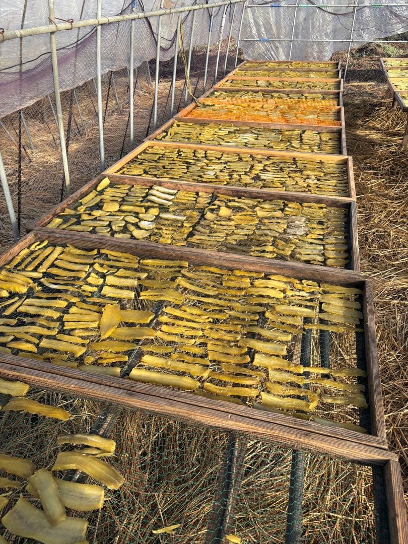 紅はるか　シロタ10キロ