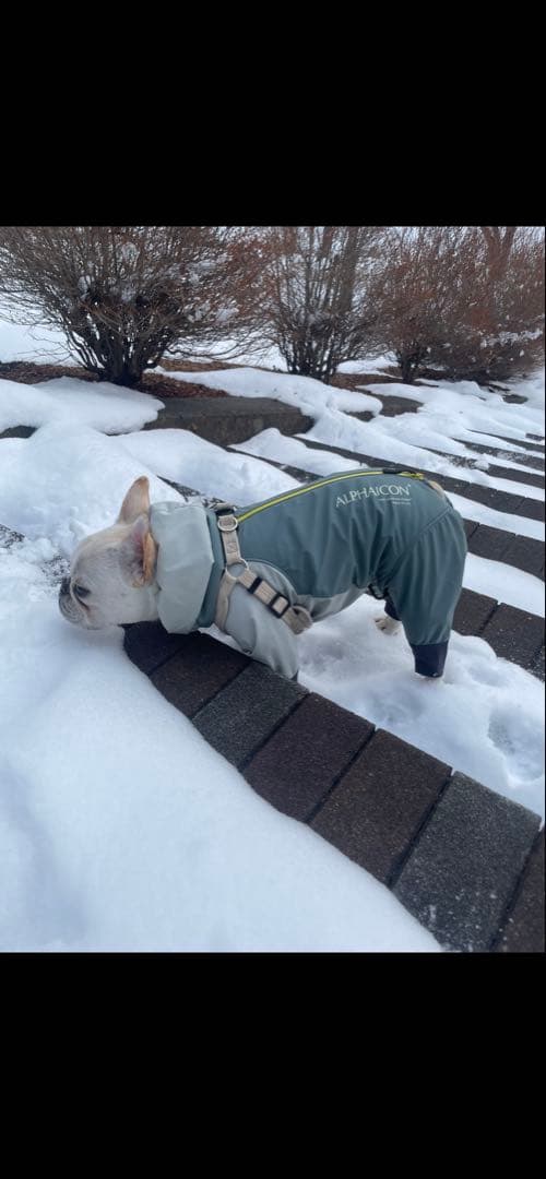 ALPHAICON スノードッグガード フレブルサイズ