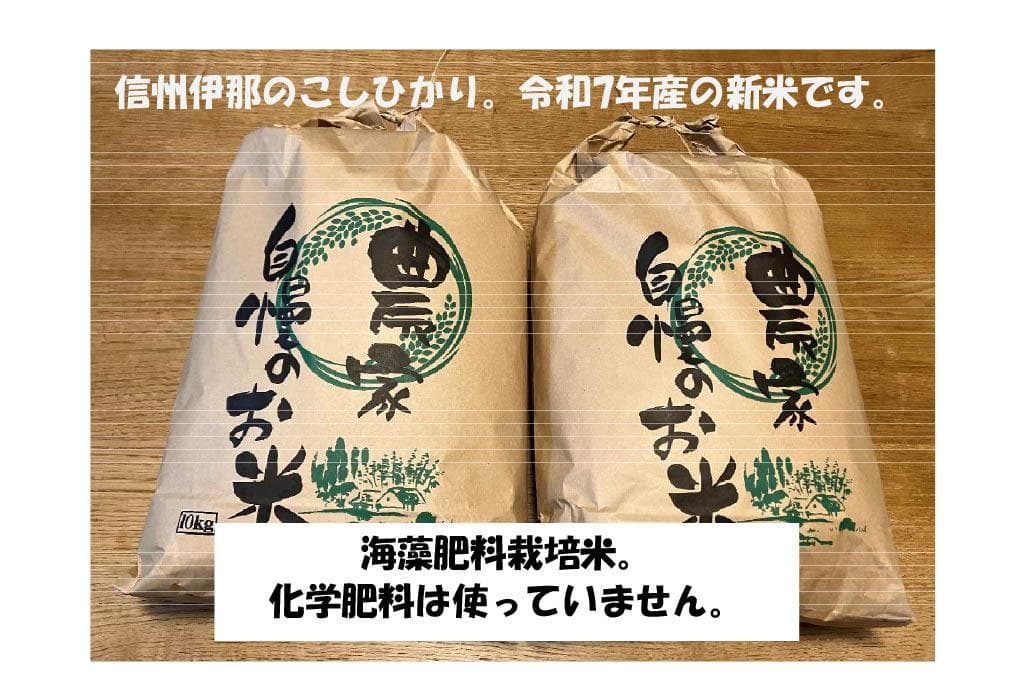 信州伊那のこしひかり、令和7年産の新米10ｋｇ。海藻肥料米です。