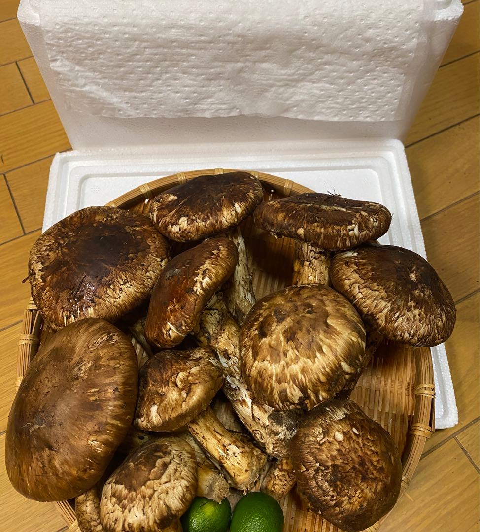 中国産 松茸 約1kg まつたけ マツタケ