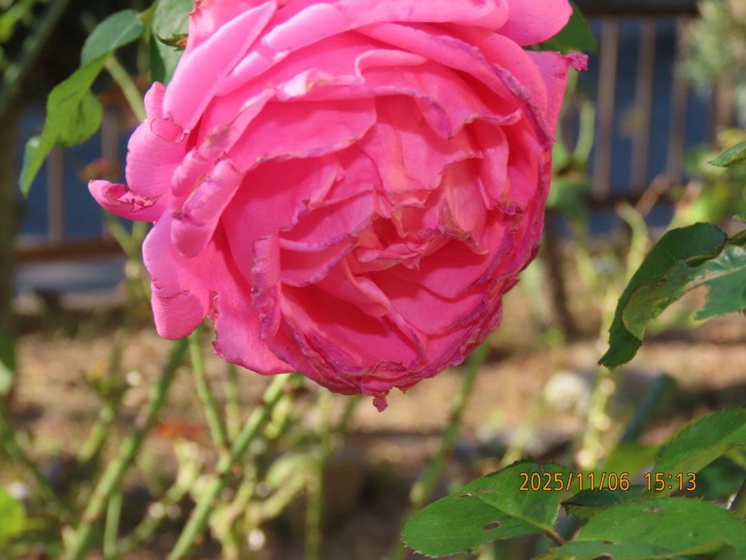 ✨美品✨CANON PowerShot SX70 HS パワーショット　キヤノン