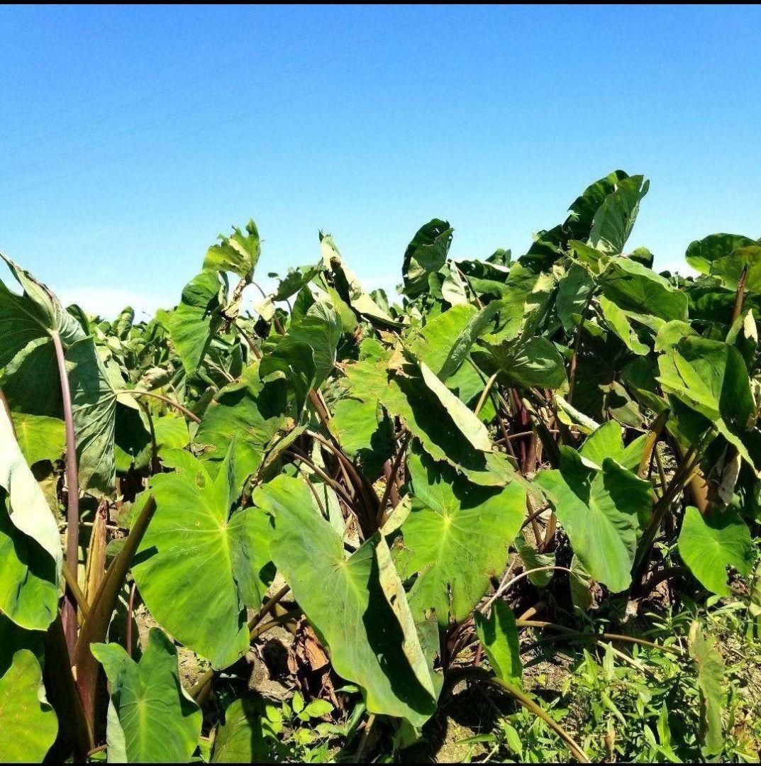 【tamakoyu1007】海老芋　子芋　8キロ　静岡県産