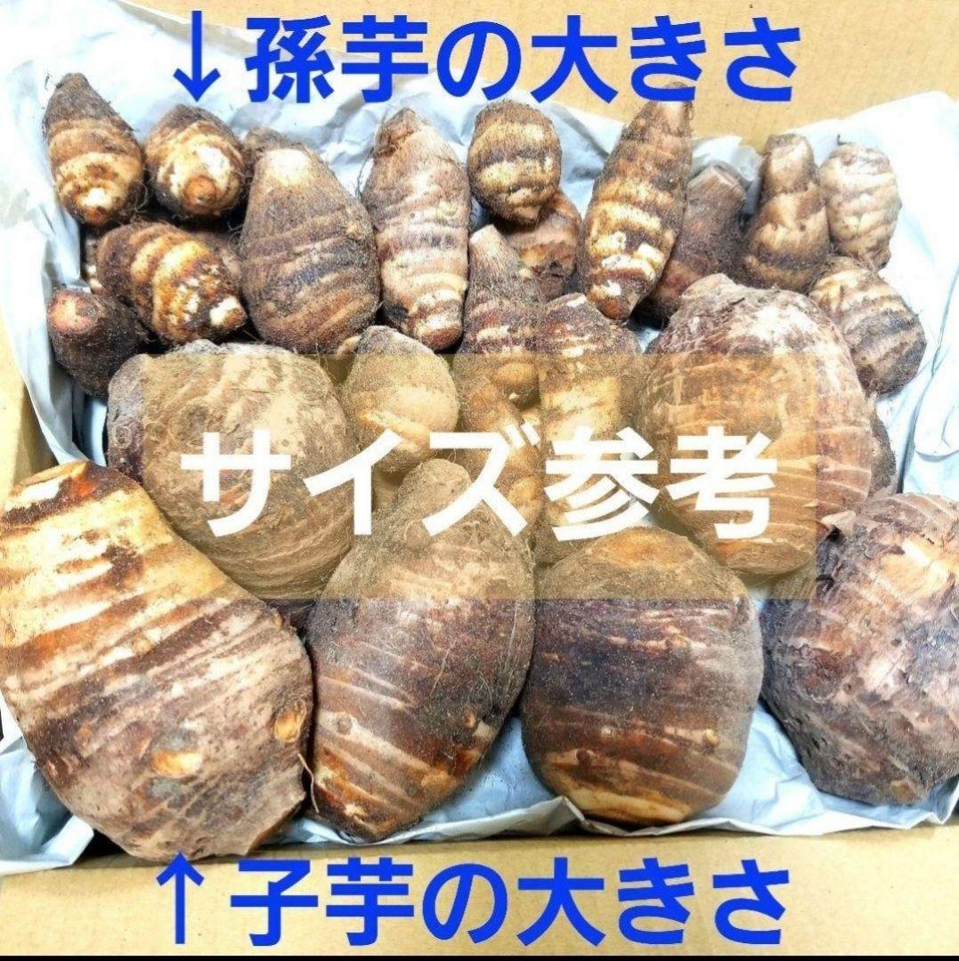 【tamakoyu1007】海老芋　子芋　8キロ　静岡県産