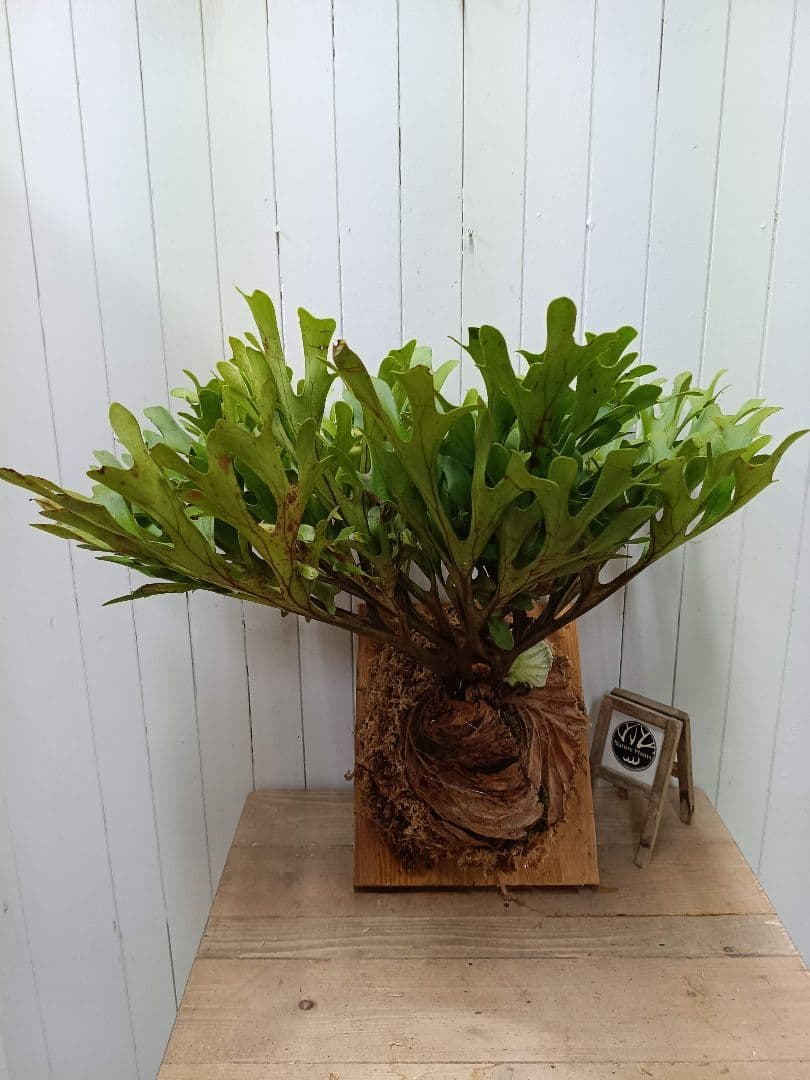 K293 【板付！XLサイズ】激ジャングル！！！ビカクシダ リドレイ1/27輸入