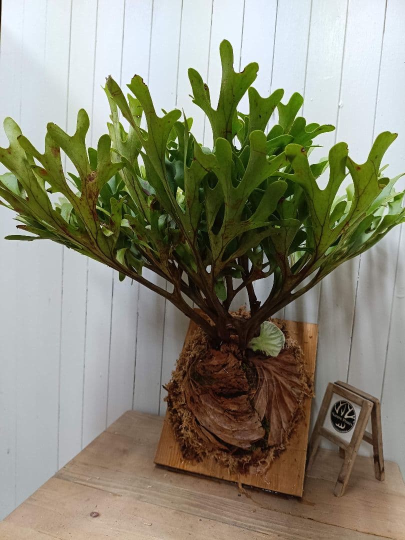 K293 【板付！XLサイズ】激ジャングル！！！ビカクシダ リドレイ1/27輸入